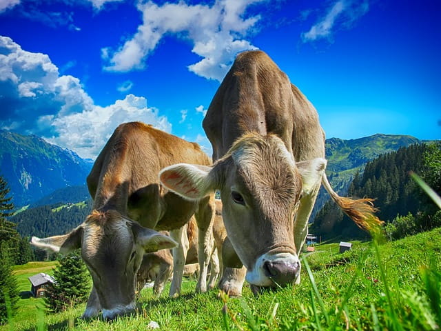 cows-ge3dbd583b_640.jpg